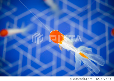金魚 65997583