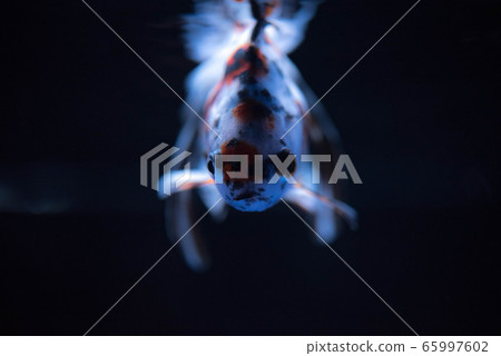 金魚 65997602