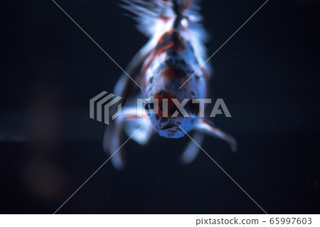 金魚 65997603