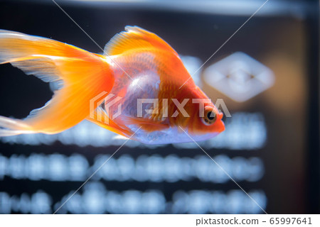 金魚 金魚 65997641
