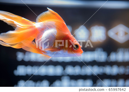 金魚 金魚 65997642
