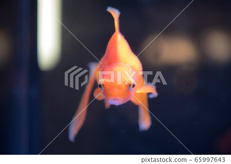 金魚 65997643