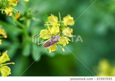 Hosohari stink bug 65997695