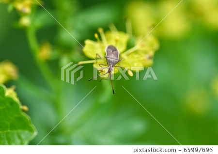 Hosohari stink bug 65997696