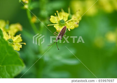 Hosohari stink bug Hosohari stink bug 65997697