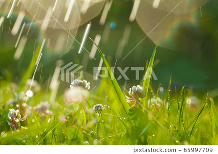 Summer background with clover and raindrops. 65997709