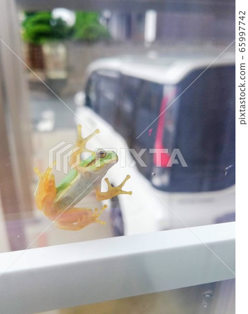 Frog sticking to window glass 65997742