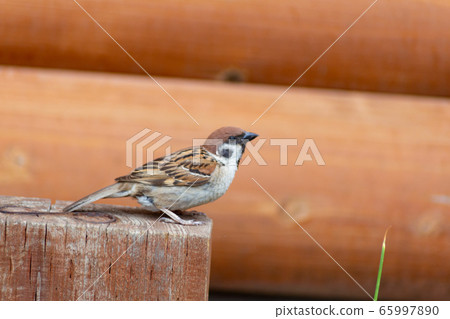 Sparrow 65997890