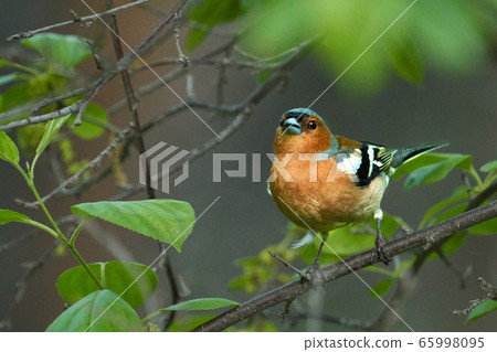 Bird - Common Chaffinch ( Fringilla coelebs ) Male Bird - Common Chaffinch ( Fringilla coelebs ) Male 65998095