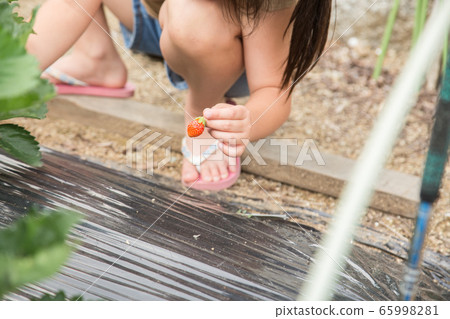 A girl picking strawberries 65998281
