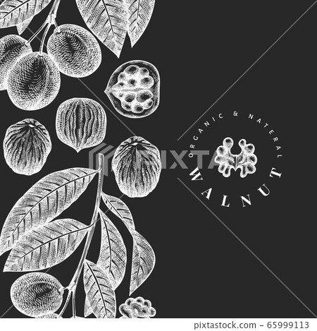 Hand drawn sketch walnut design template. Organic 65999113