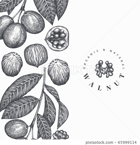 Hand drawn sketch walnut design template. Organic 65999114