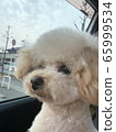 Poodle waiting for mom 65999534