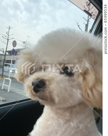 Poodle waiting for mom Poodle waiting for mom 65999534