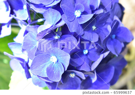 紫色繡球花特寫 65999637