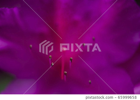 Azalea 2 Azalea 2 65999658