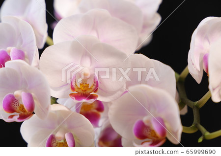Phalaenopsis orchid 65999690