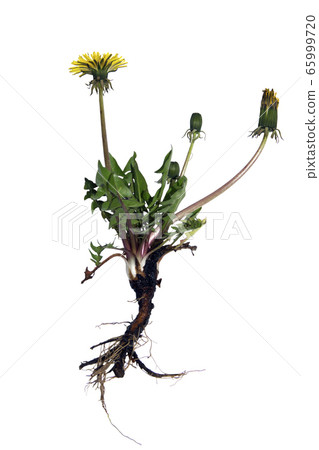 Dandelion with root leaves and buds isolated on a white background 65999720