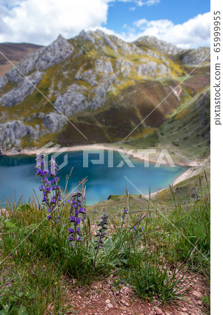 Echium vulgare purple flowers on the blurred Echium vulgare purple flowers on the blurred 65999955