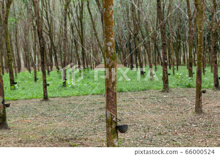 Landscape of para rubber plant Landscape of para rubber plant 66000524