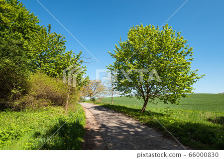 Landscape with street and trees near Kuchelmiss Landscape with street and trees near Kuchelmiss 66000830