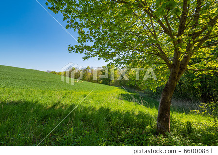 Landscape with field and trees near Kuchelmiss Landscape with field and trees near Kuchelmiss 66000831