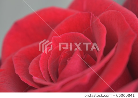 Red rose dad Red rose dad 66000841
