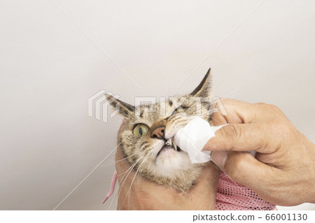At the vet's hand brushing the teeth of a cat At the vet's hand brushing the teeth of a cat 66001130