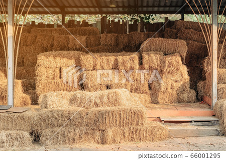 Piled stacks of dry straw collected for animal feed. Dry baled hay bales stack. Piled stacks of dry straw collected for animal feed. Dry baled hay bales stack. 66001295