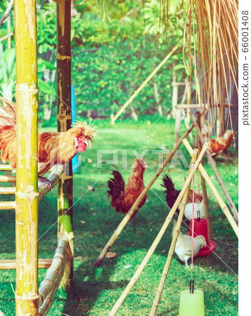 Many chickens rest happily on the chicken farm in the afternoon. Outdoors close up selective focus image. Many chickens rest happily on the chicken farm in the afternoon. Outdoors close up selective focus image. 66001408