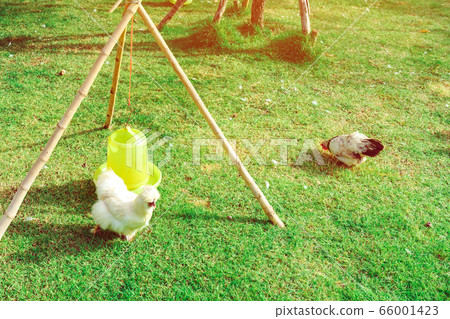 Many chickens rest happily on the chicken farm in the afternoon. Outdoors close up selective focus image. Many chickens rest happily on the chicken farm in the afternoon. Outdoors close up selective focus image. 66001423