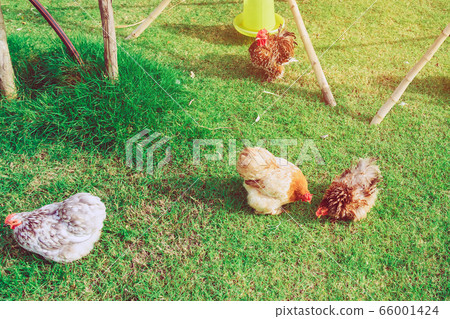 Many chickens rest happily on the chicken farm in the afternoon. Outdoors close up selective focus image. Many chickens rest happily on the chicken farm in the afternoon. Outdoors close up selective focus image. 66001424