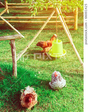 Many chickens rest happily on the chicken farm in the afternoon. Outdoors close up selective focus image. Many chickens rest happily on the chicken farm in the afternoon. Outdoors close up selective focus image. 66001425