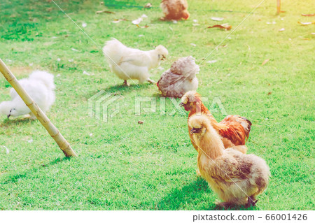Many chickens rest happily on the chicken farm in the afternoon. Outdoors close up selective focus image. Many chickens rest happily on the chicken farm in the afternoon. Outdoors close up selective focus image. 66001426