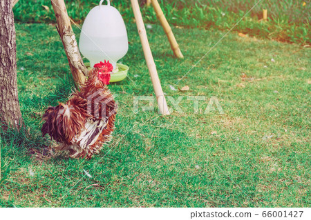 A chicken rest happily on the chicken farm in the afternoon. Outdoors close up selective focus image. A chicken rest happily on the chicken farm in the afternoon. Outdoors close up selective focus image. 66001427