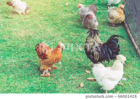 Many chickens rest happily on the chicken farm in the afternoon. Outdoors close up selective focus image. Many chickens rest happily on the chicken farm in the afternoon. Outdoors close up selective focus image. 66001428