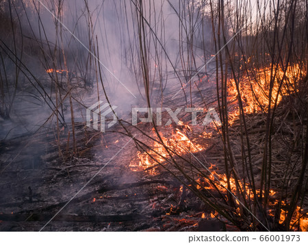 Forest ground fire Forest ground fire 66001973