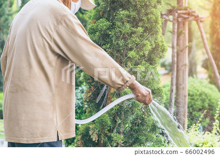 A quarantined elderly man wear a face mask to prevent the spread of the Corona virus (Covid-19) watering plants for exercise in the garden at home. New normal lifestyle. A quarantined elderly man wear a face mask to prevent the spread of the Corona virus (Covid-19) watering plants for exercise in the garden at home. New normal lifestyle. 66002496