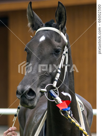 Portrait of a brown horse. 66002500