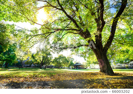 Beautiful fresh air and bright morning for exercise. Green clean environment for living. Trees in Beautiful fresh air and bright morning for exercise. Green clean environment for living. Trees in 66003202