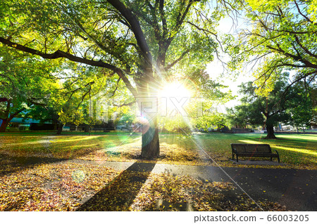 Sunlight through the trees in the park. Fresh air and bright morning for exercise on greenfield. Sunlight through the trees in the park. Fresh air and bright morning for exercise on greenfield. 66003205
