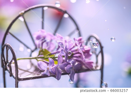 lilac on a bench in the rain. spring card 66003257