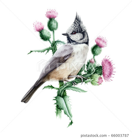 Crested Tit Bird On A Thistle With Purple Flowers Stock Illustration