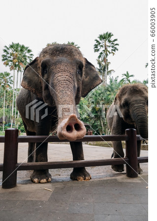 Elephants in safari park in Bali, Indonesia Elephants in safari park in Bali, Indonesia 66003905