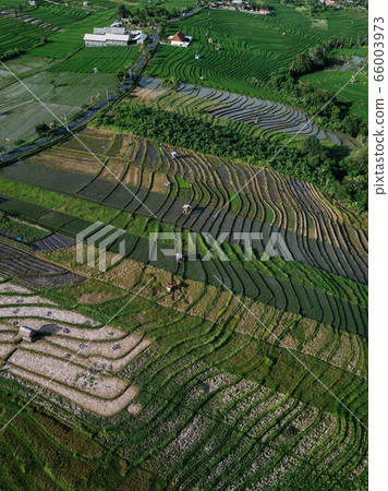 Aerial view of a ricefield in Canggu, Bali 66003973
