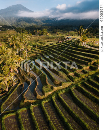 Jatiluwih rice terraces at sunrise in Bali, Indonesia 66003974
