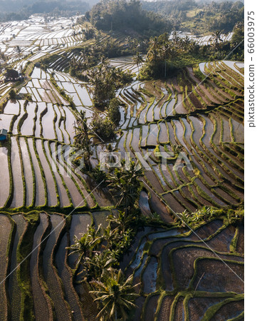 Jatiluwih rice terraces at sunrise in Bali, Indonesia 66003975