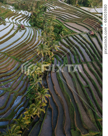 Jatiluwih rice terraces at sunrise in Bali, Indonesia 66003980