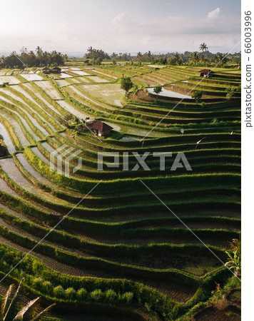 Jatiluwih rice terraces at sunrise in Bali, Indonesia 66003996