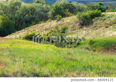 Summer landscape green slopes field grass trees. 66004115